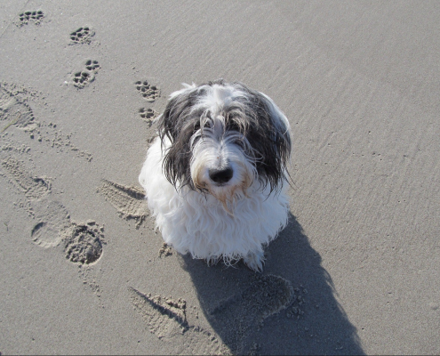 Spezialtraining Hundetrainer